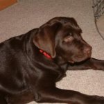 Integrity Farm Labrador Retriever Pups