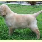 Integrity Farm Labrador Retriever Pups