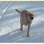 Integrity Farm Labrador Retriever Pups