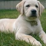 Integrity Farm Labrador Retriever Pups