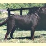 Integrity Farm Labrador Retriever Pups