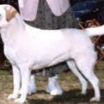 Integrity Farm Labrador Retriever Pups