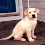 Integrity Farm Labrador Retriever Pups