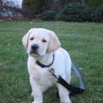 Integrity Farm Labrador Retriever Pups