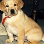 Integrity Farm Labrador Retriever Pups