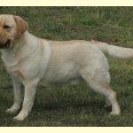 Integrity Farm Labrador Retriever Pups